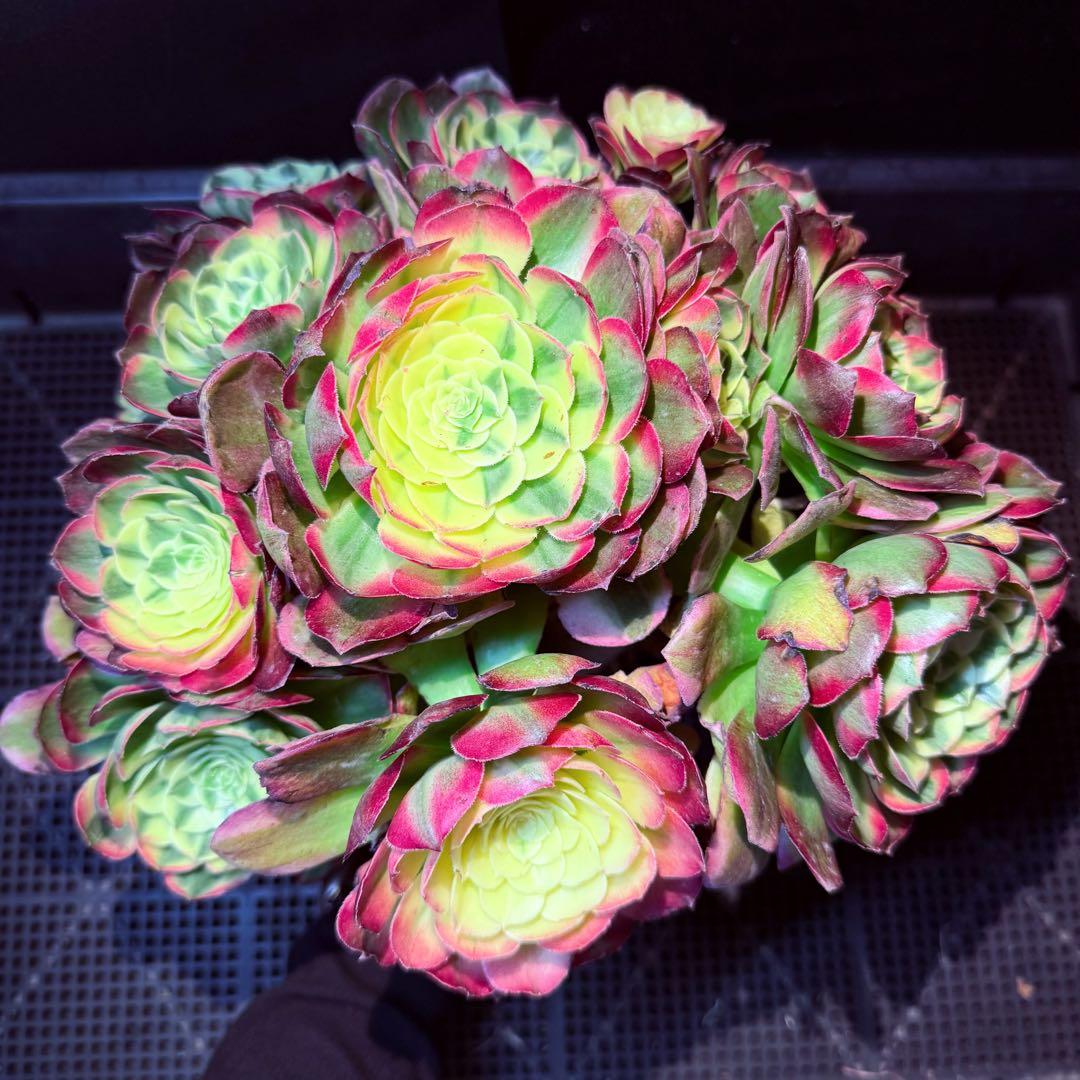 新入荷　超レア新品種　アエオニウム　マリンニンフ錦(群生)　法師錦　観葉植物