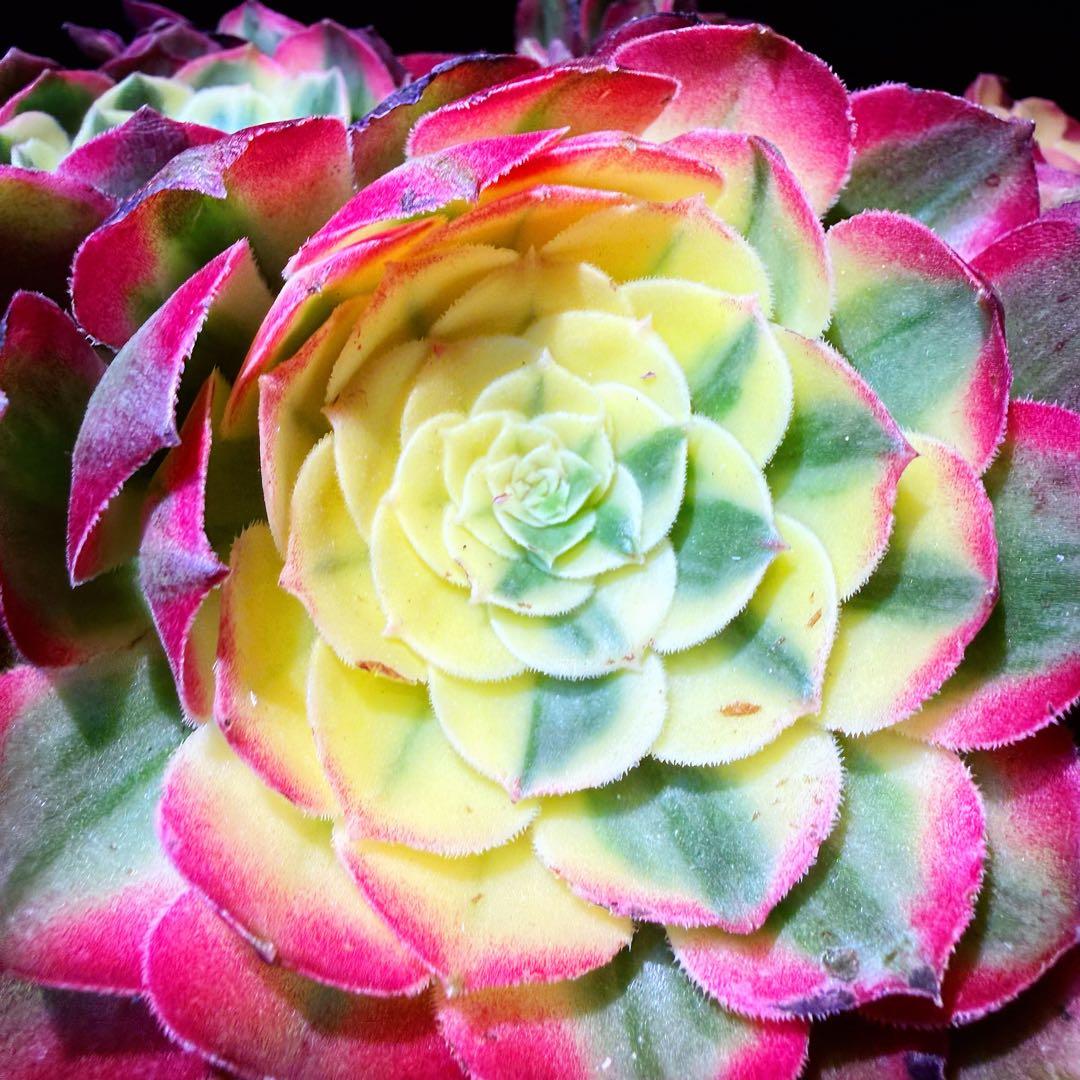 新入荷　超レア新品種　アエオニウム　マリンニンフ錦(群生)　法師錦　観葉植物