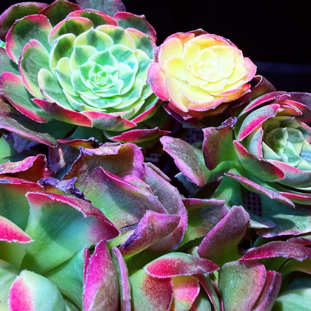 新入荷　超レア新品種　アエオニウム　マリンニンフ錦(群生)　法師錦　観葉植物