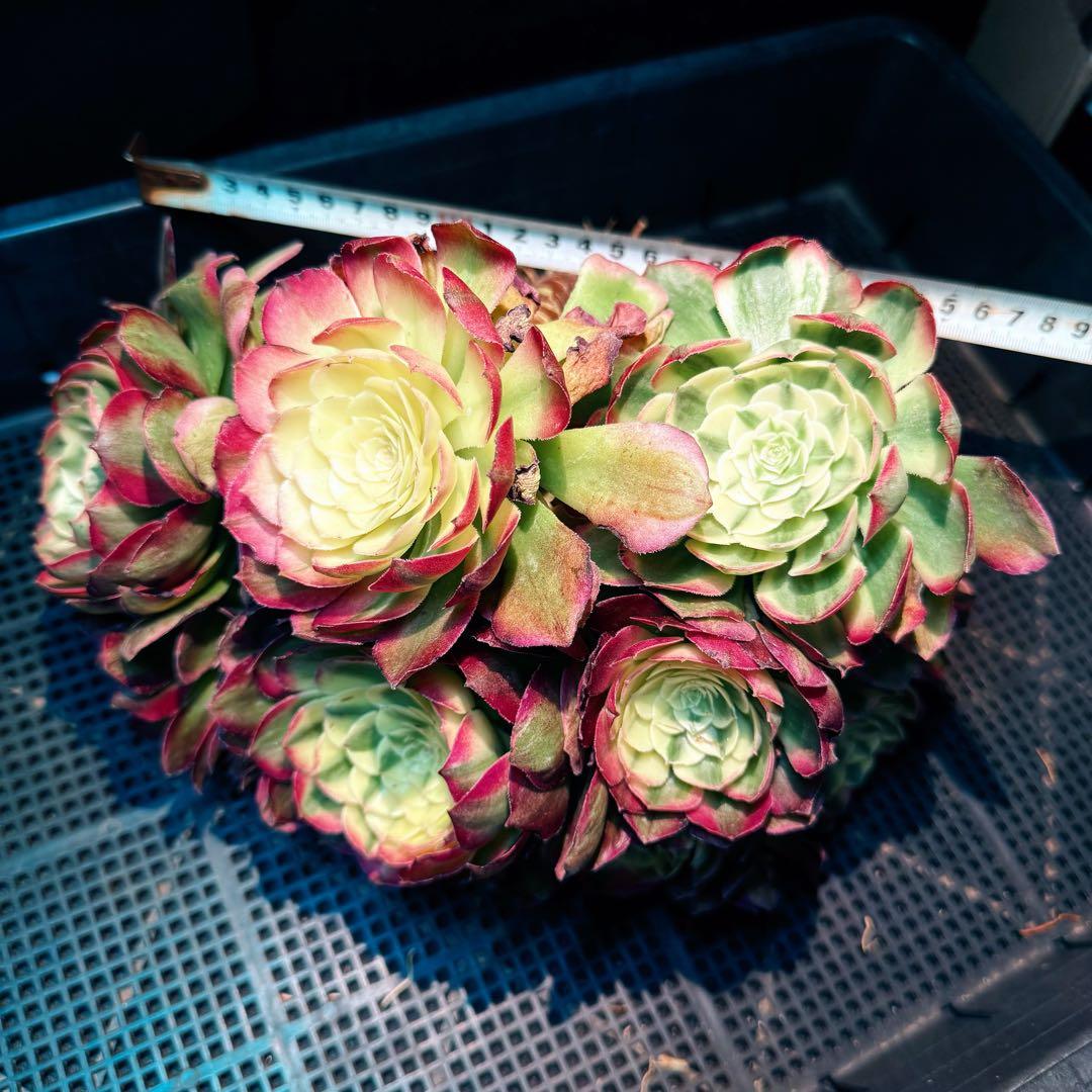 新入荷　超レア新品種　アエオニウム　マリンニンフ錦(群生)　法師錦　観葉植物