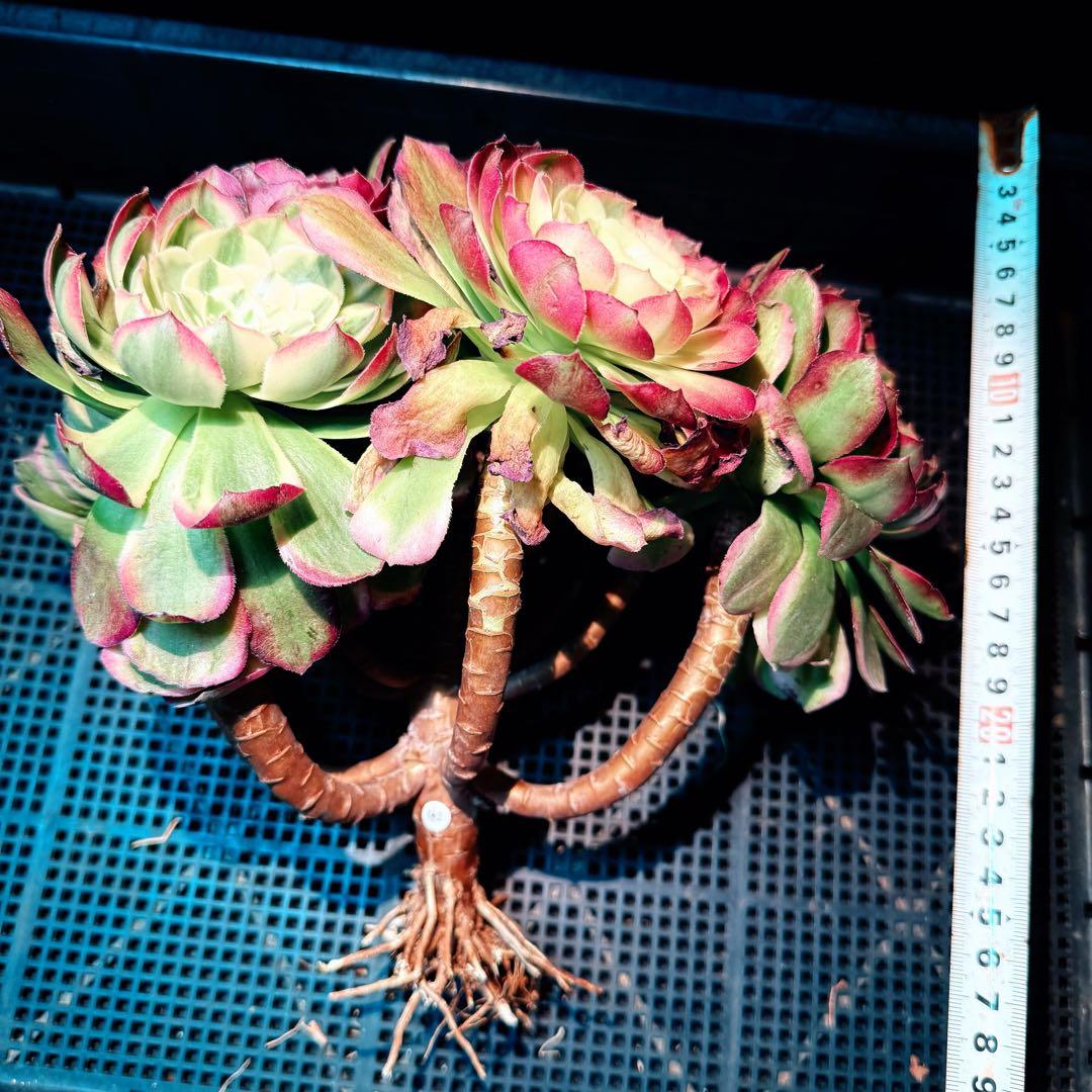 新入荷　超レア新品種　アエオニウム　マリンニンフ錦(群生)　法師錦　観葉植物