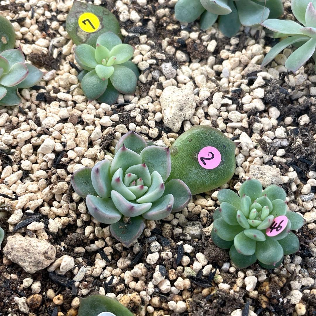 人気♪ 特別価格セット　ミックスベリア　葉挿しっ子　30種　オマケ付　メルカリ便