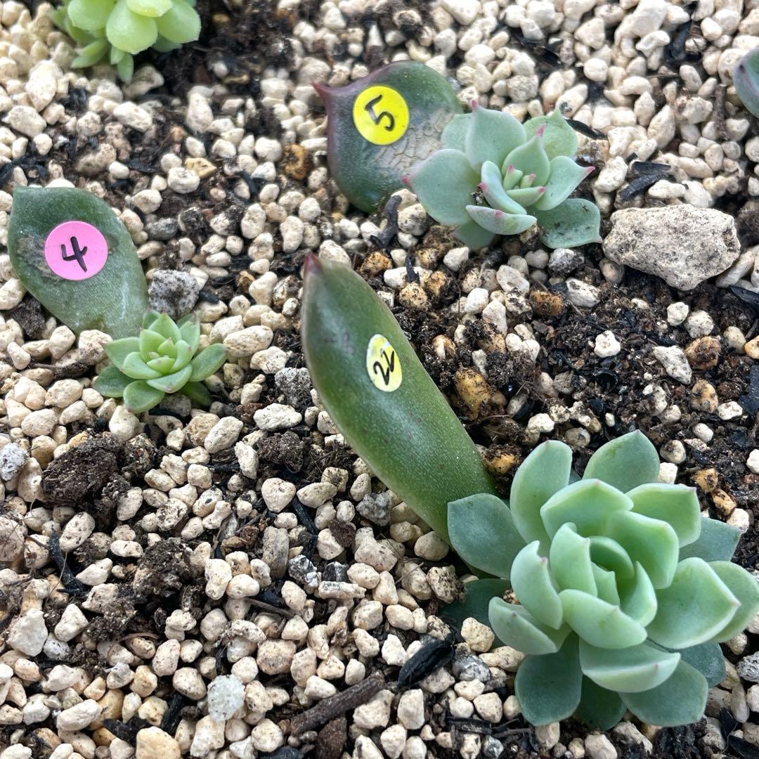 人気♪ 特別価格セット　ミックスベリア　葉挿しっ子　30種　オマケ付　メルカリ便