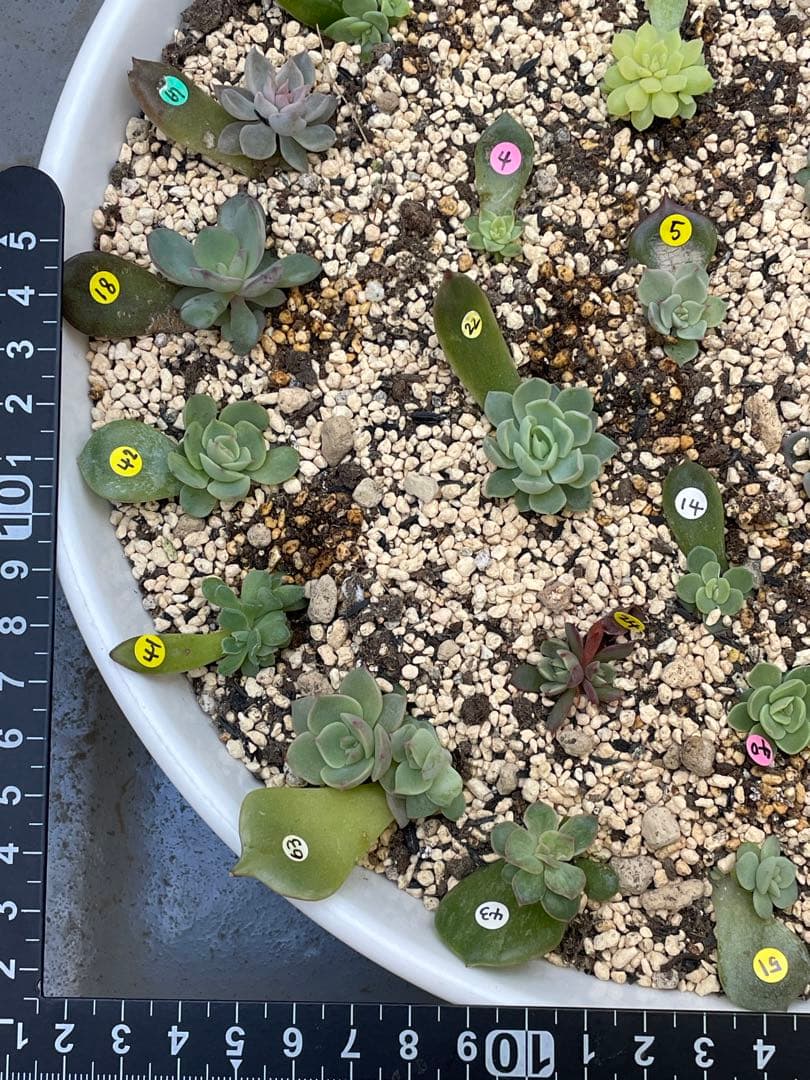 人気♪ 特別価格セット　ミックスベリア　葉挿しっ子　30種　オマケ付　メルカリ便