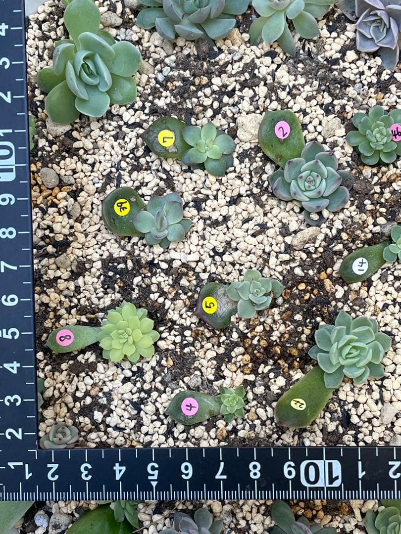 人気♪ 特別価格セット　ミックスベリア　葉挿しっ子　30種　オマケ付　メルカリ便