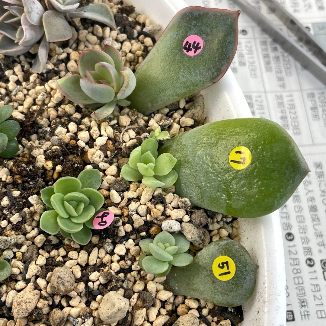 人気♪ 特別価格セット　ミックスベリア　葉挿しっ子　30種　オマケ付　メルカリ便