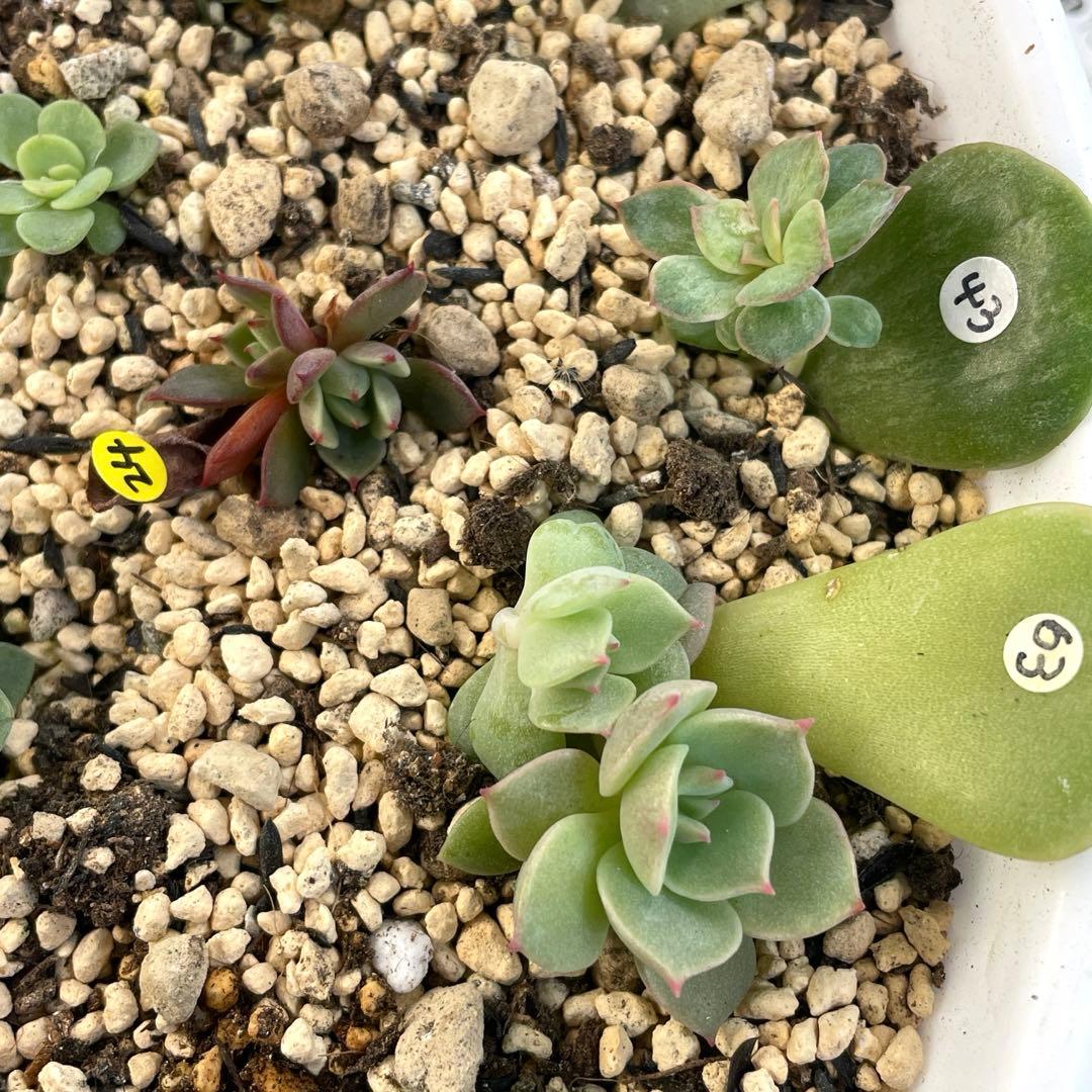 人気♪ 特別価格セット　ミックスベリア　葉挿しっ子　30種　オマケ付　メルカリ便