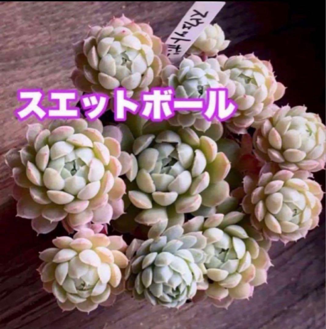 多肉植物　スエットボール　カット苗②
