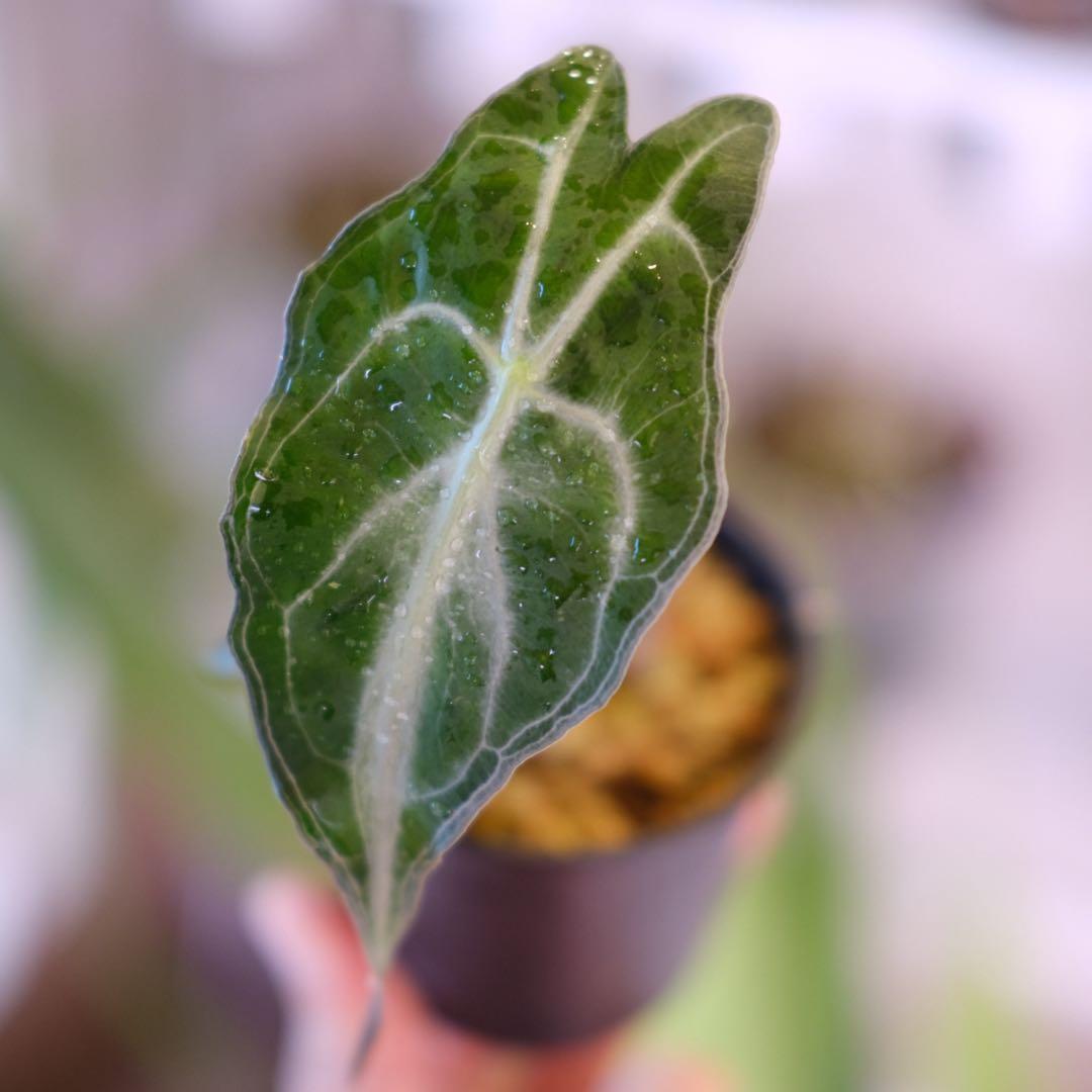 Alocasia ‘Venom’ │ アロカシア・ヴェノム② │ 観葉植物