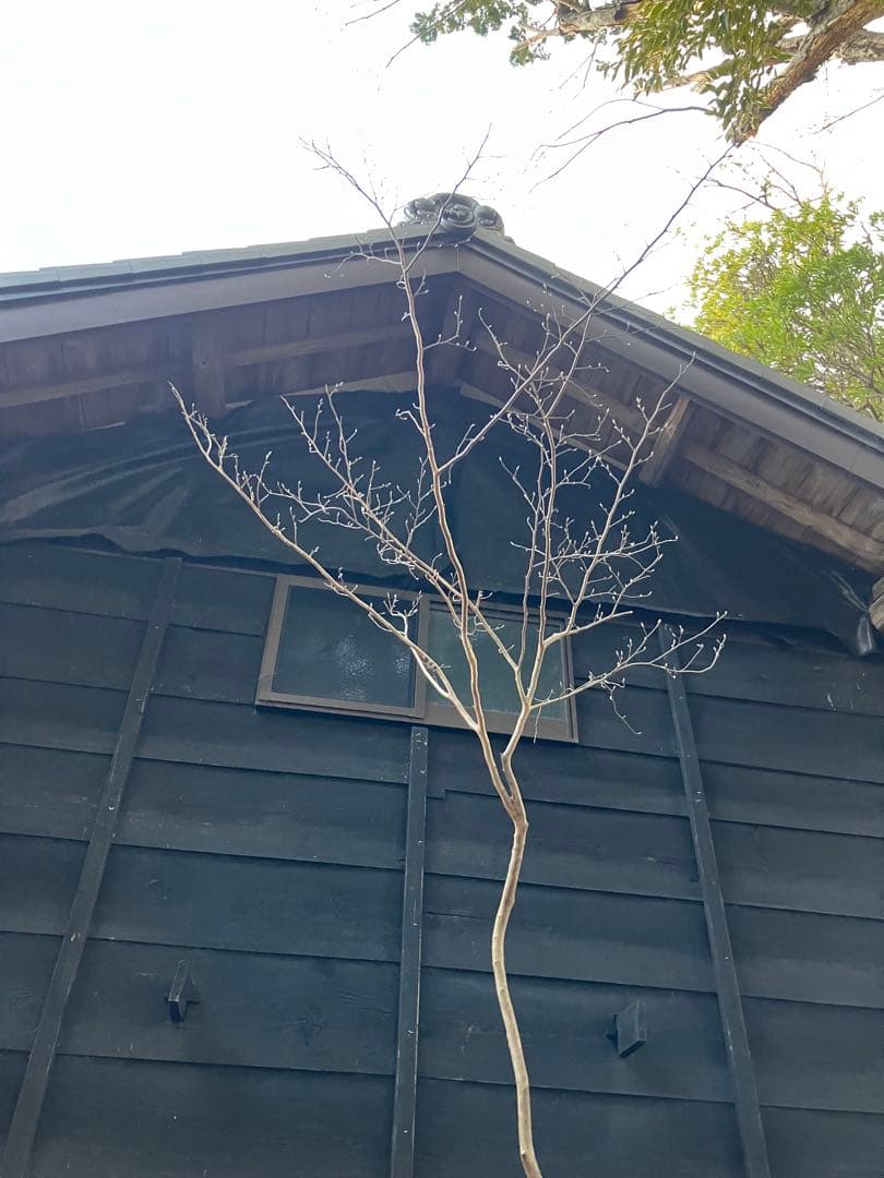 山採り　ヒメシャラ