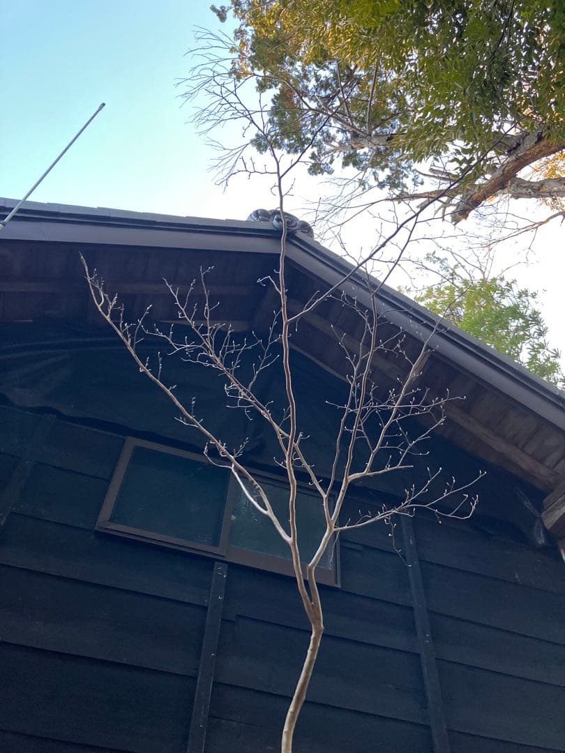 山採り　ヒメシャラ