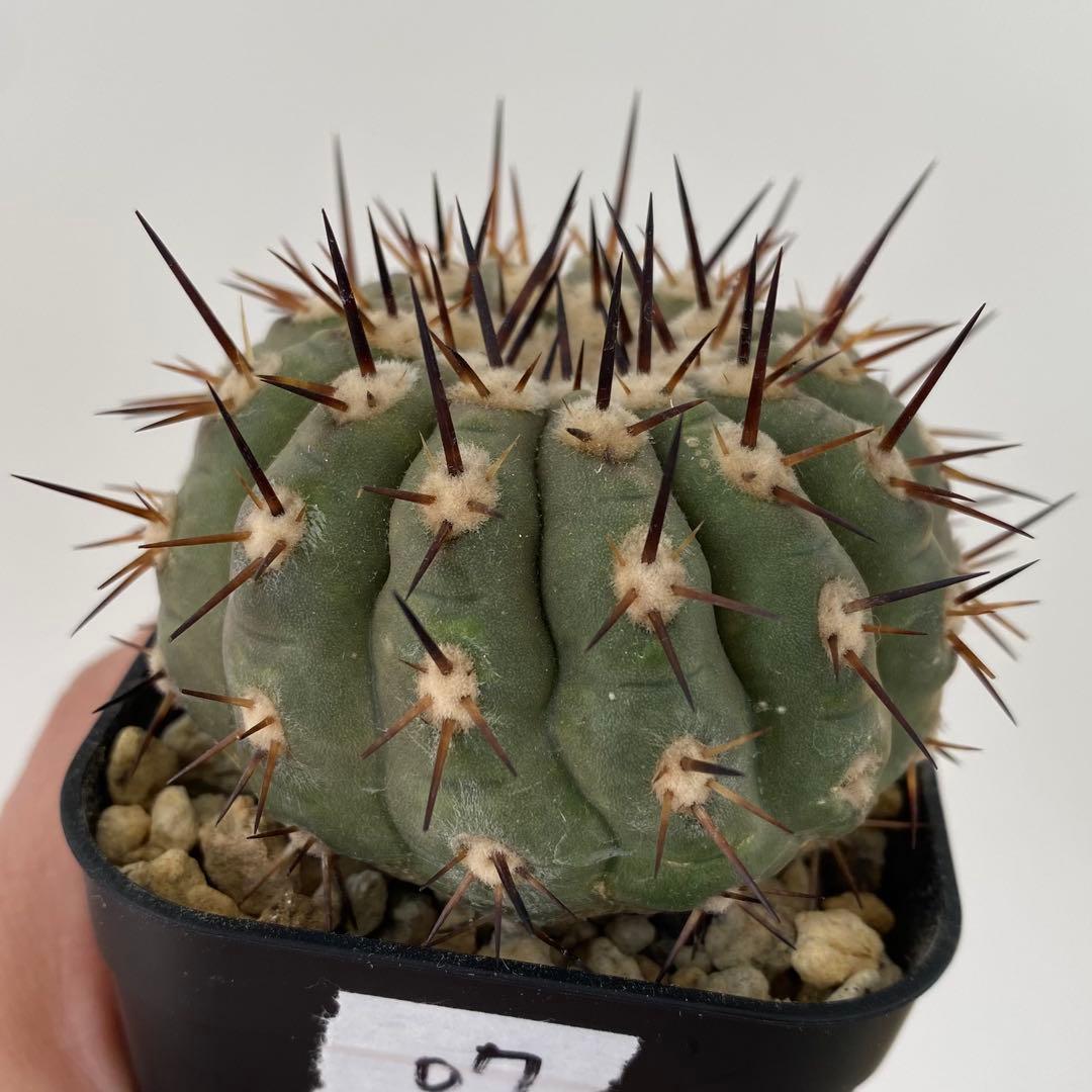 【バチバチ発根済】　扁平　コピアポア　シネレア　黒王丸　07