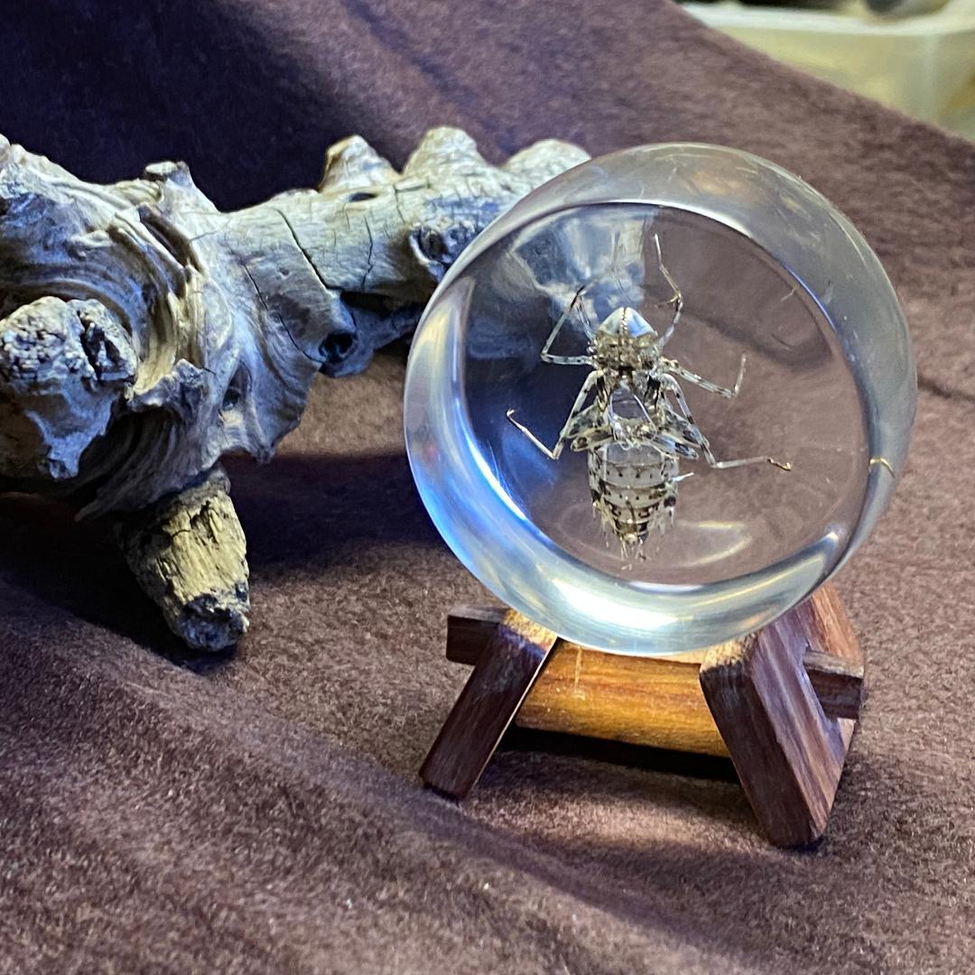 ヤゴの抜け殻標本