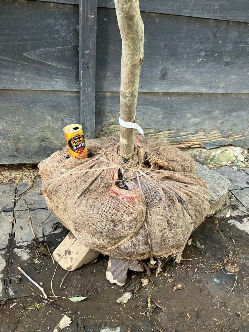 21 山採り　ソヨゴ　メス木