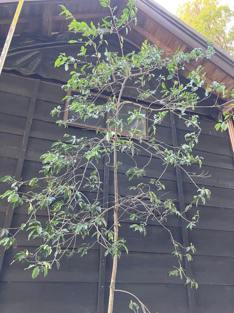 21 山採り　ソヨゴ　メス木