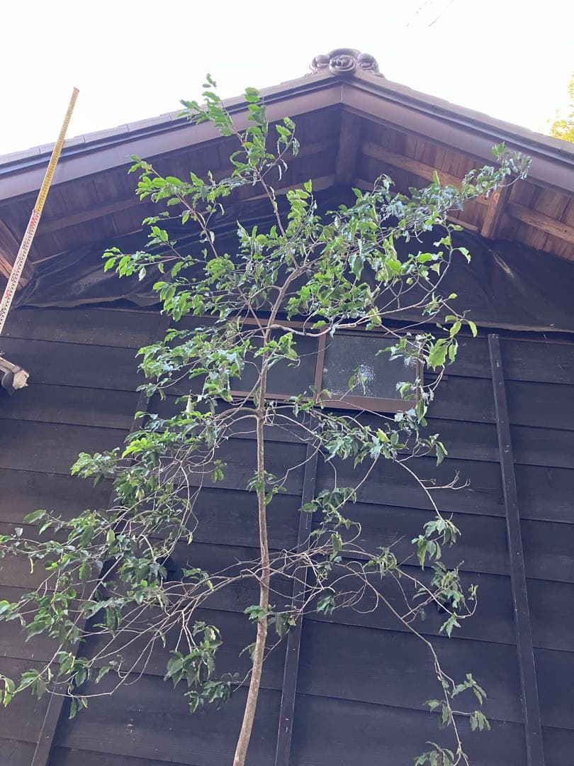 21 山採り　ソヨゴ　メス木