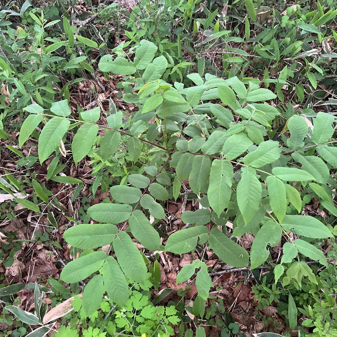 北の蝦夷　鬼胡桃の特大苗木　1メートル50センチ