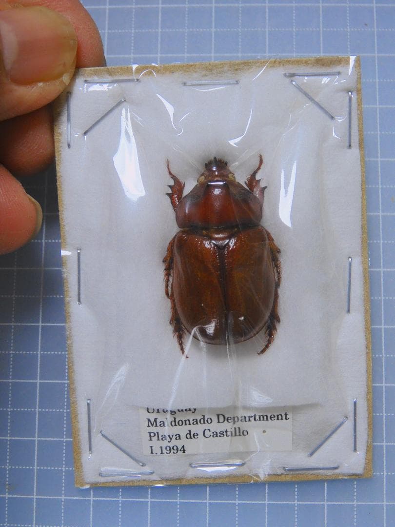 標本 Uruguay Thronistes rouxi 29mm