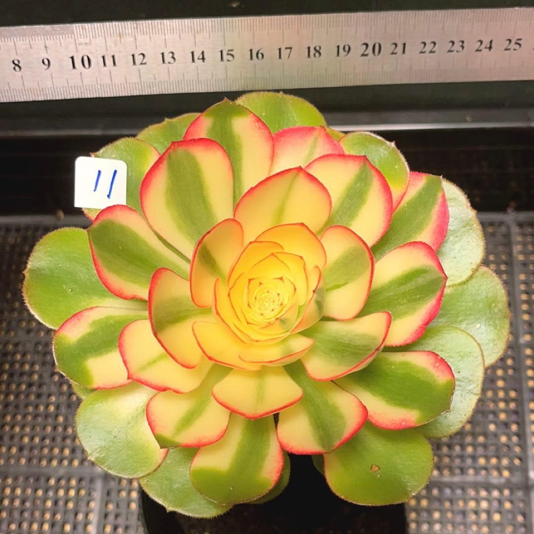 11#多肉植物アエオニウム錦❤️傾城錦❤️1大頭15cm拔き苗