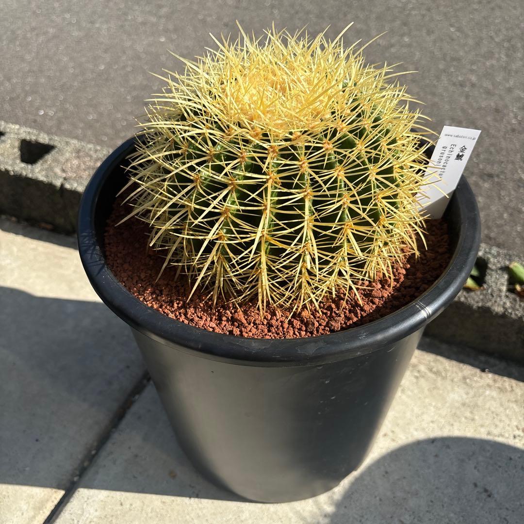 キンシャチ　サボテン　金鯱　8号寸　ロックガーデン