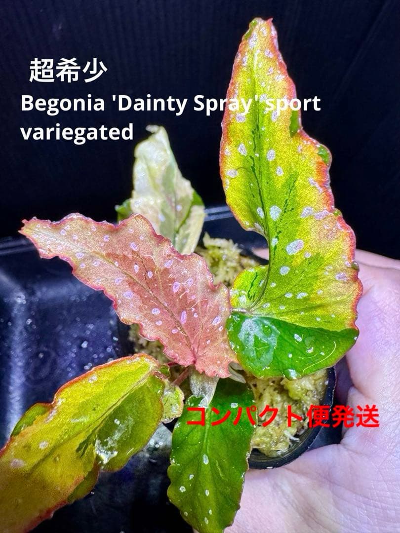 超希少❣️Begonia ベゴニア 'デインティ・スプレー' スポーツ斑入り　美株