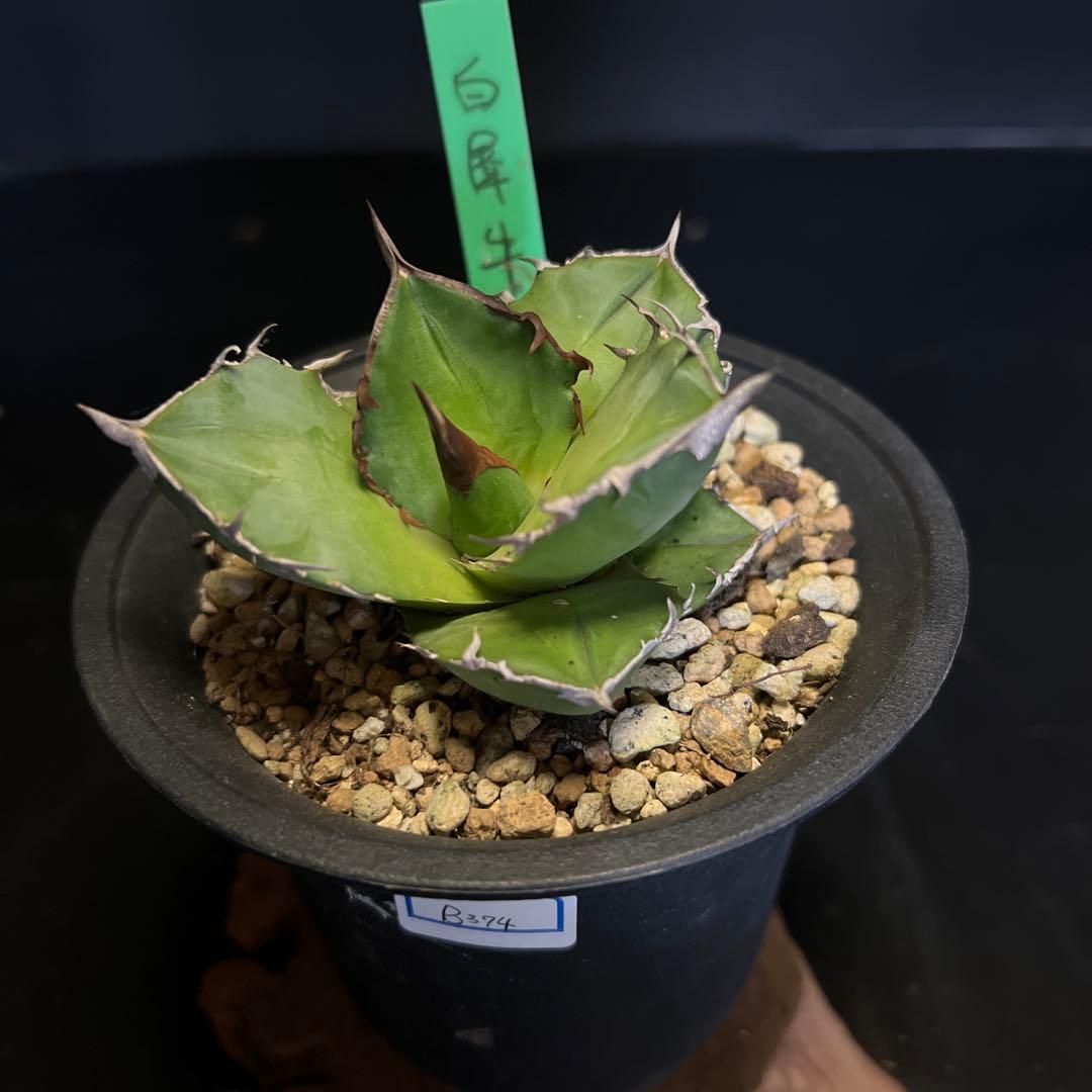 SALE‼️ アガベチタノタ白犀牛‼️14800-4900