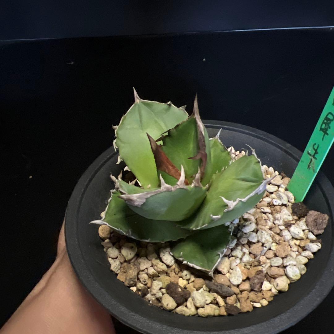 SALE‼️ アガベチタノタ白犀牛‼️14800-4900