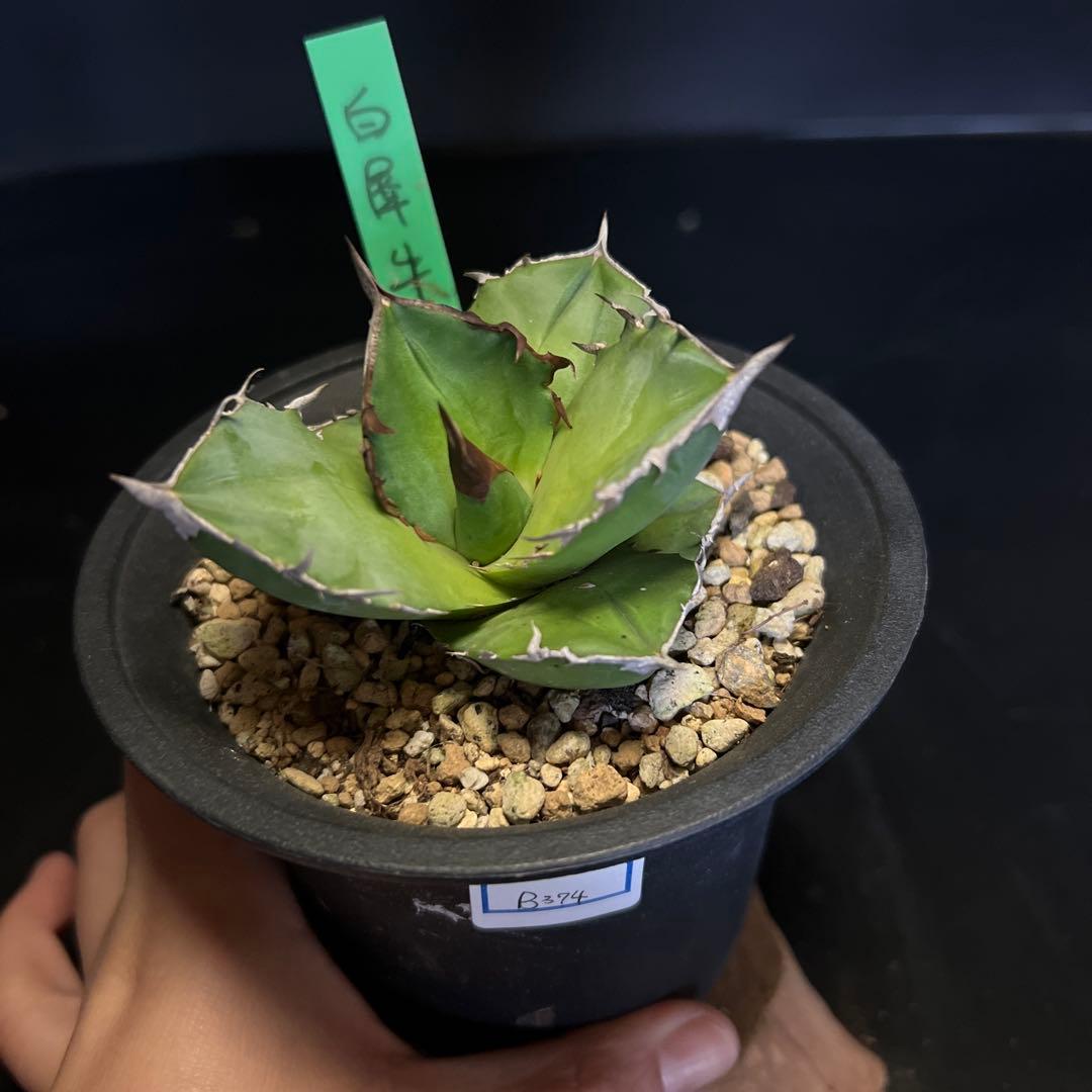 SALE‼️ アガベチタノタ白犀牛‼️14800-4900