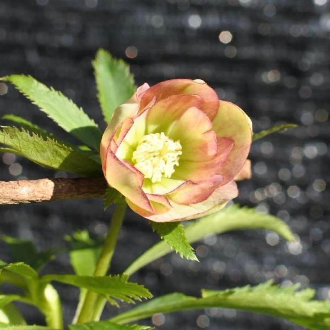 ラ*ク様 ☘️蕾付き☘️3343⭐️小輪⭐️芳香⭐️オーレアX ボッコネイ⭐️大