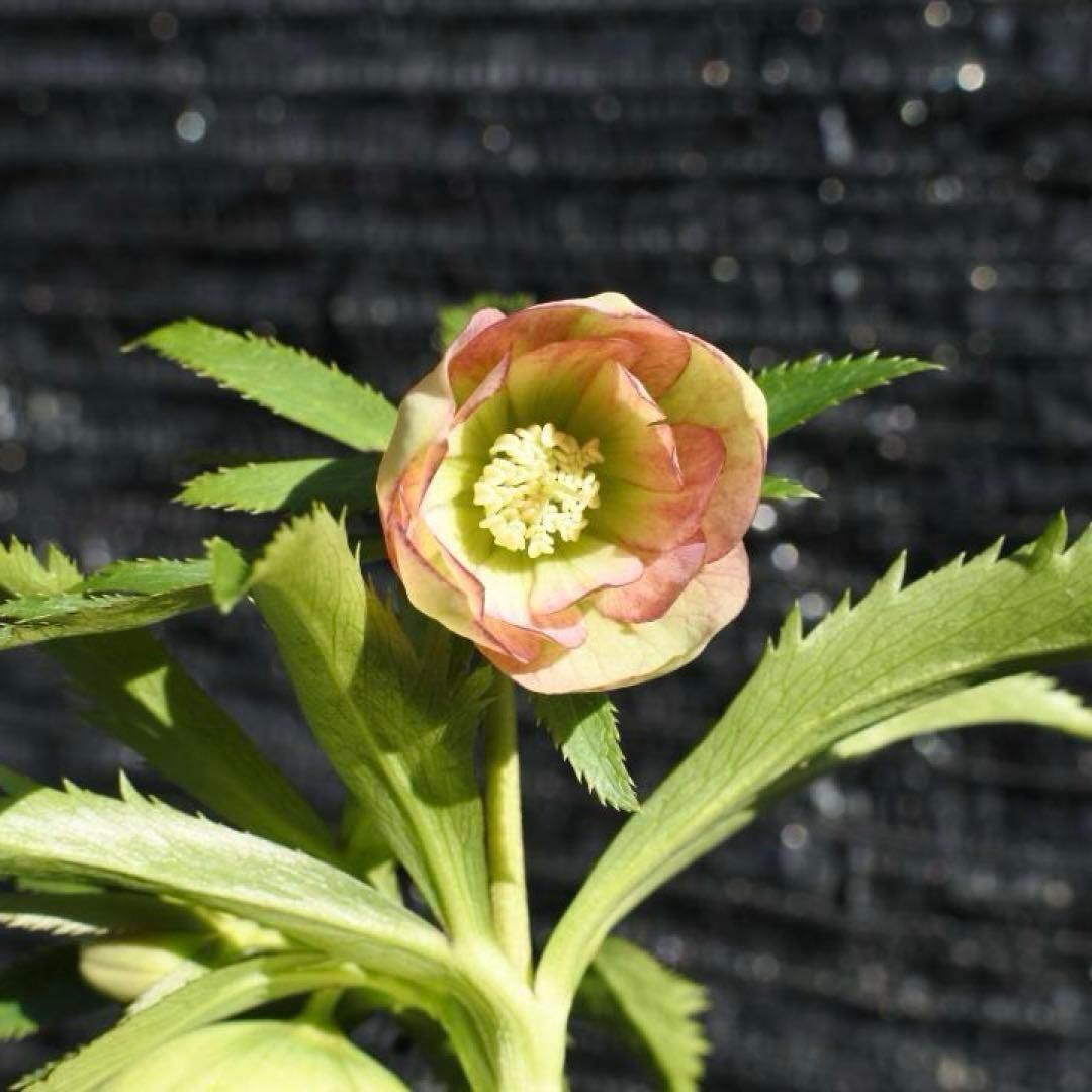 ラ*ク様 ☘️蕾付き☘️3343⭐️小輪⭐️芳香⭐️オーレアX ボッコネイ⭐️大