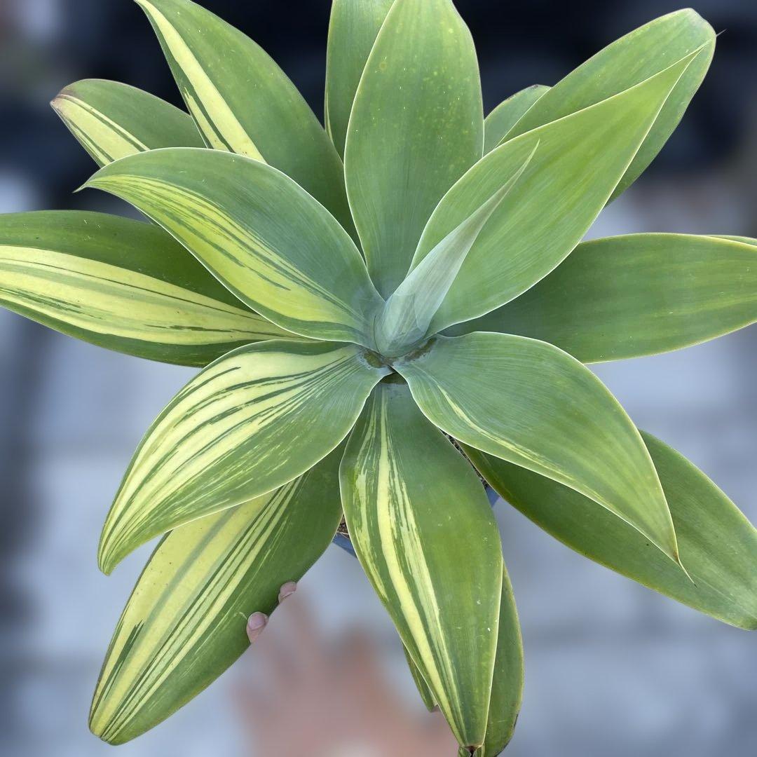 アガベ　アテナータ　イエローストライプ　/ 翡翠盤　特大　引き取り限定