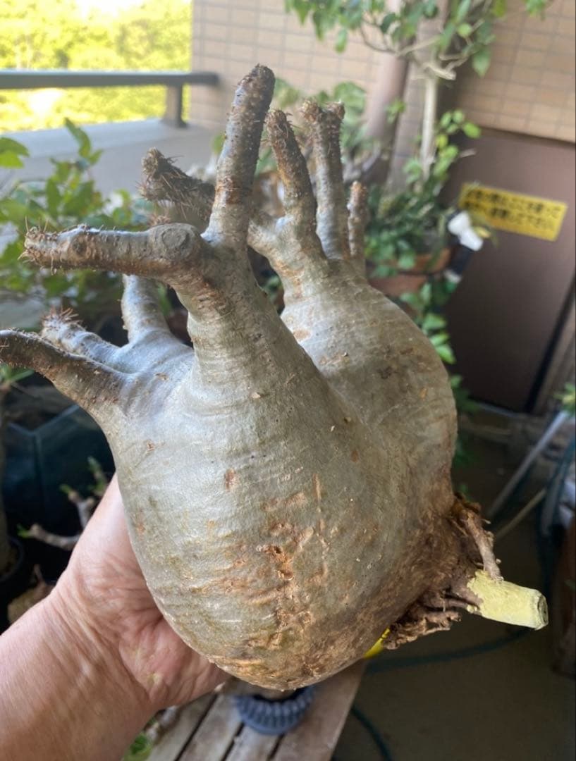 グラキリス大 重量級 現地球