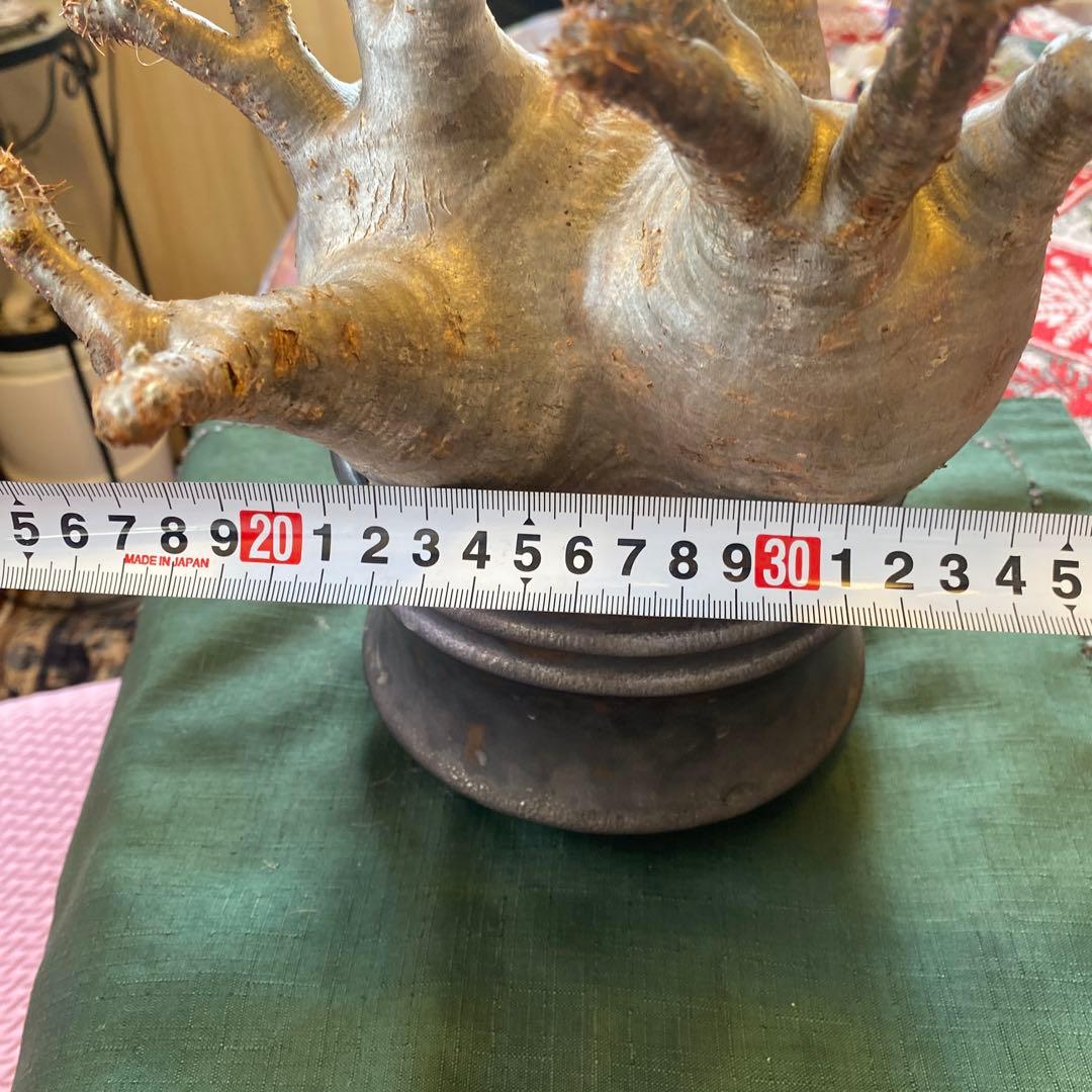 グラキリス大 重量級 現地球