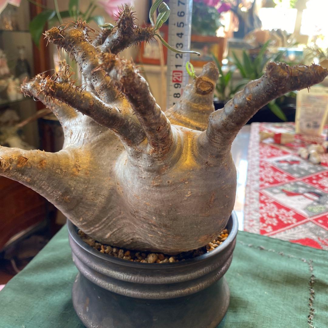 グラキリス大 重量級 現地球