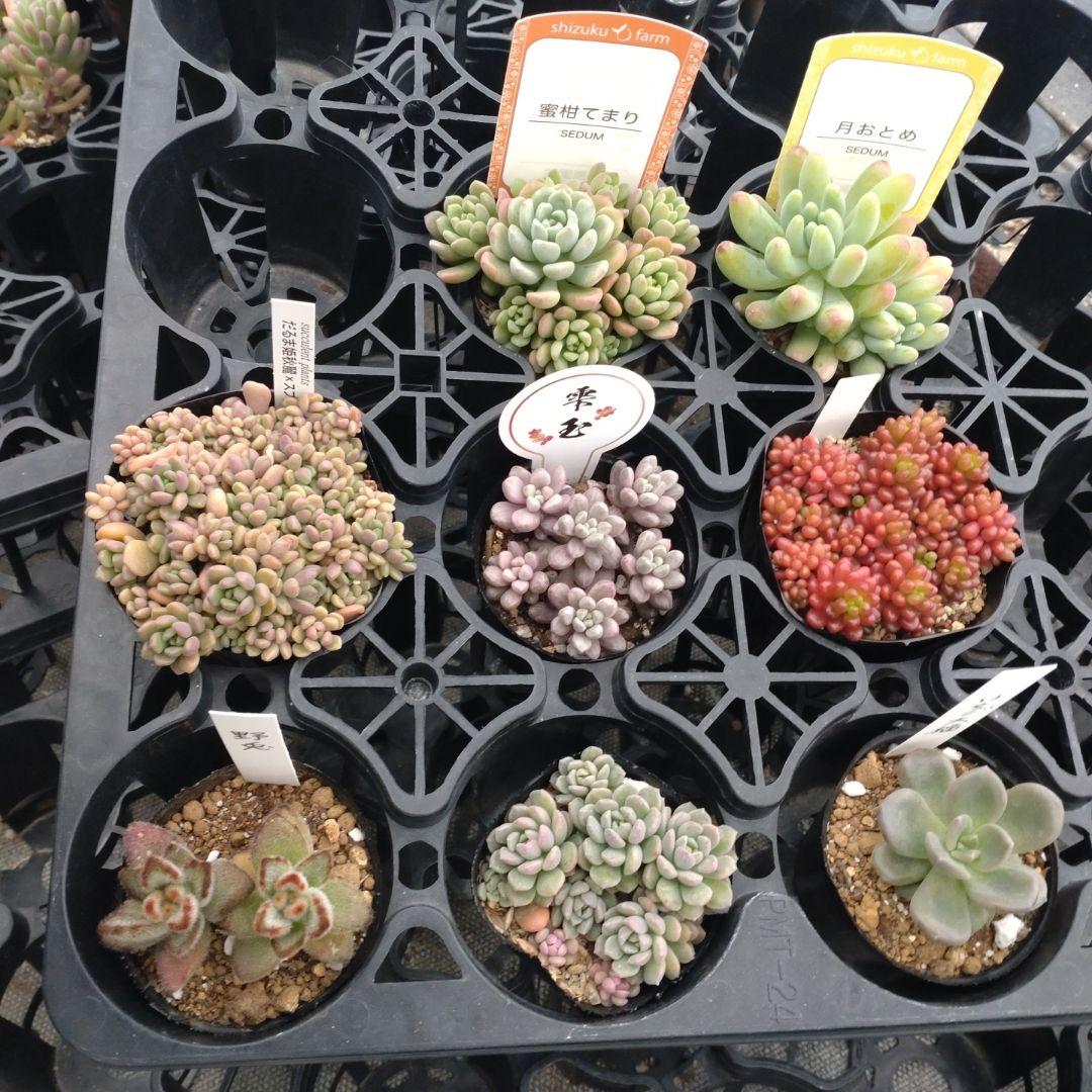 追加検討中 まるうささん専用