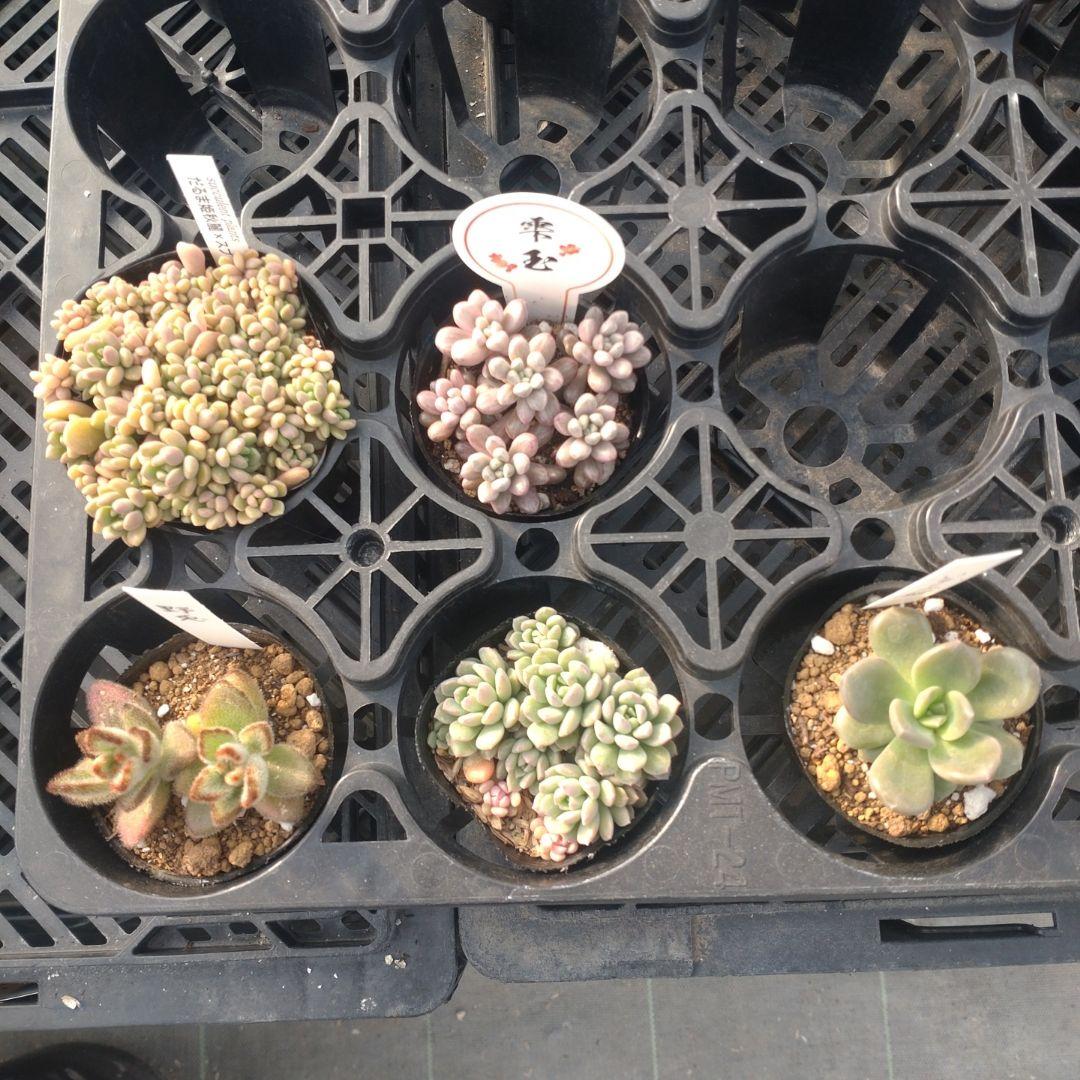 追加検討中 まるうささん専用