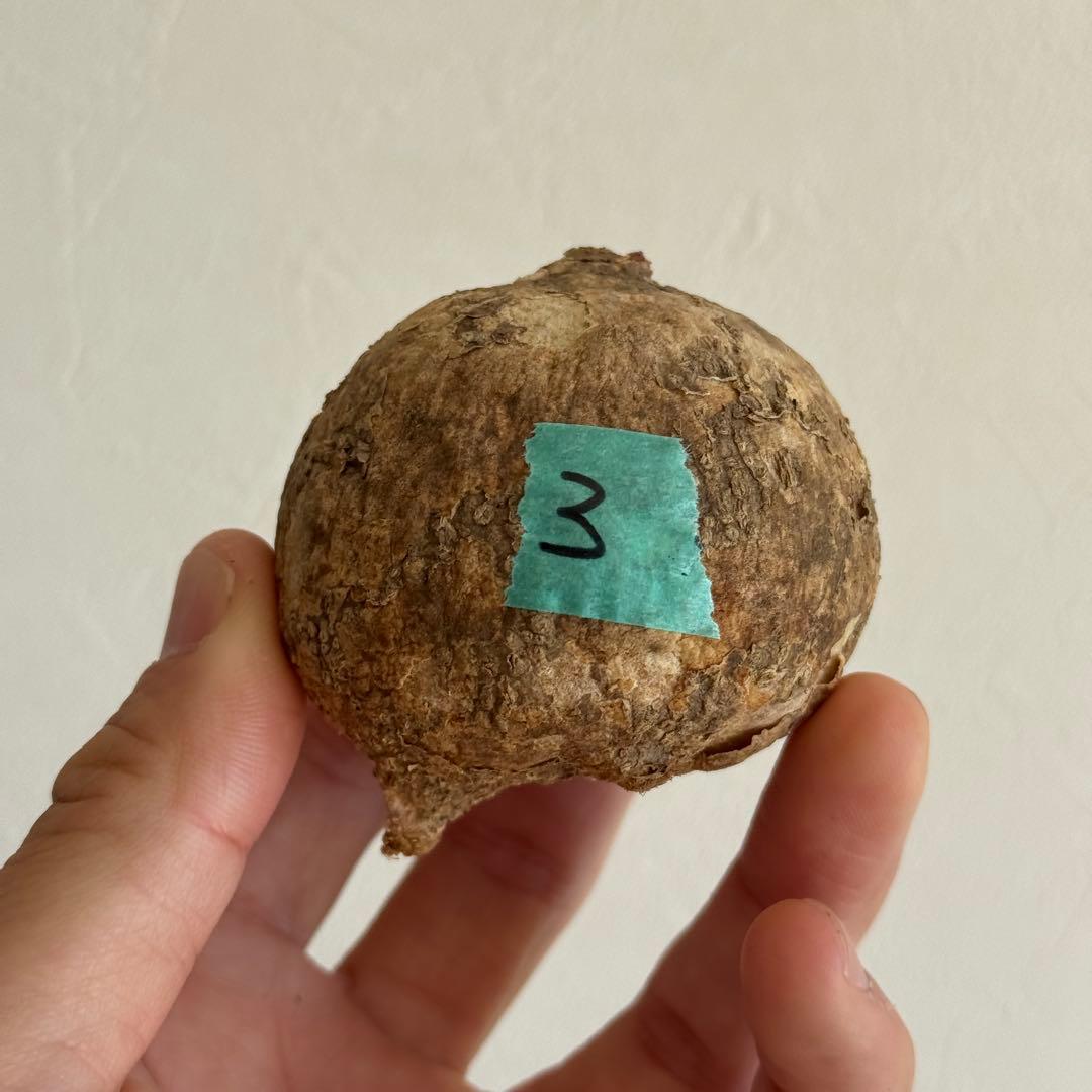 3.アデニア・オバタ 新芽あり輸入直後ベアルート株　Adenia Ovata