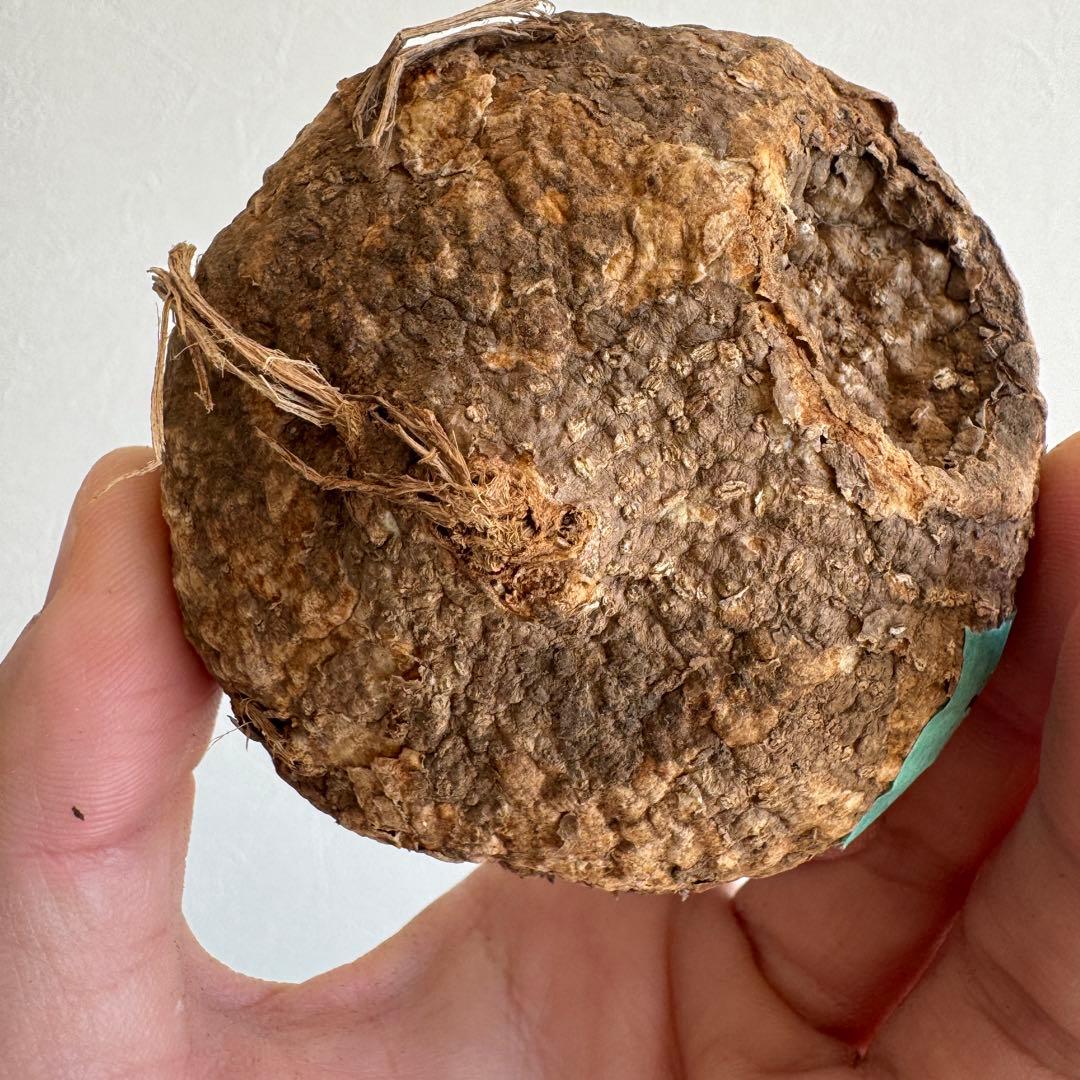 3.アデニア・オバタ 新芽あり輸入直後ベアルート株　Adenia Ovata