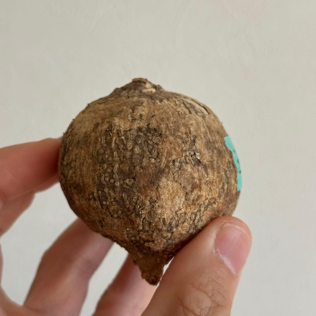 3.アデニア・オバタ 新芽あり輸入直後ベアルート株　Adenia Ovata