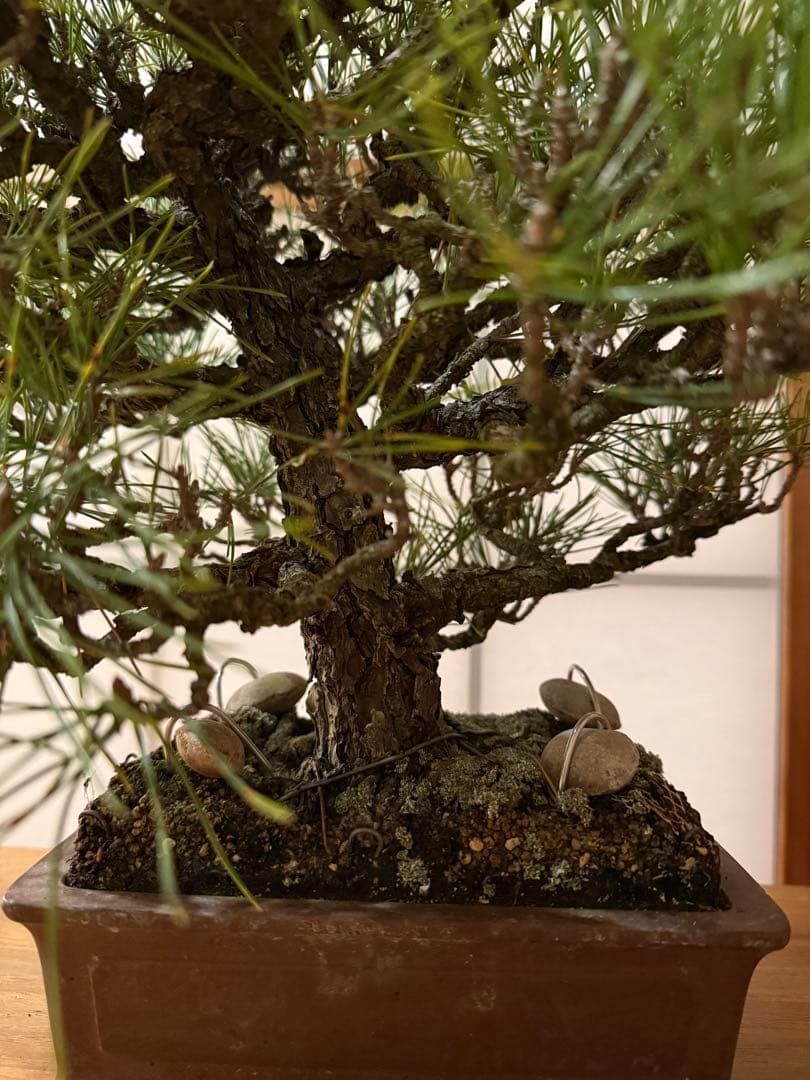 黒松 盆栽