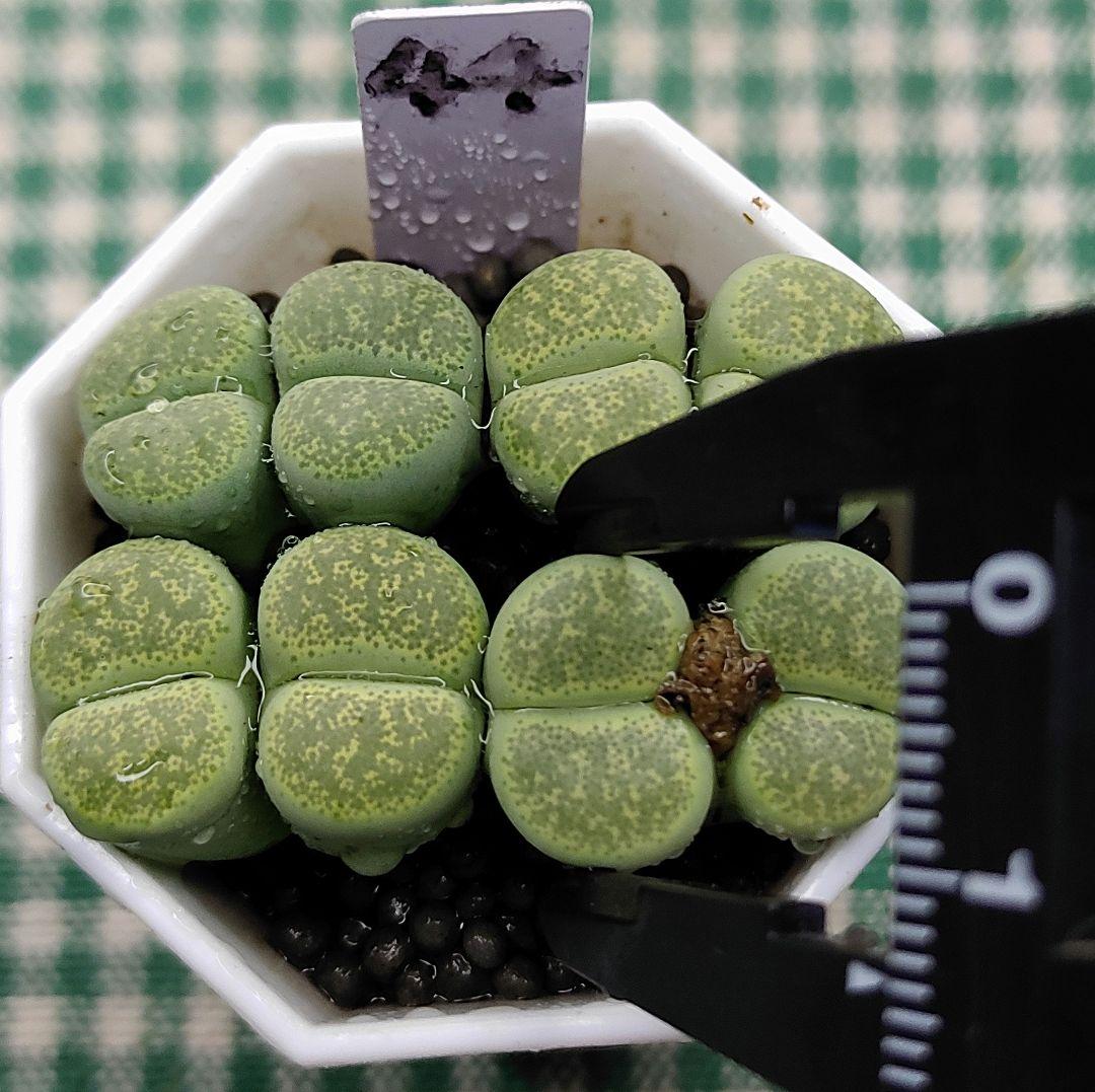 kamekichinosuke3様　まとめ用リトープス　S40、44、45、47