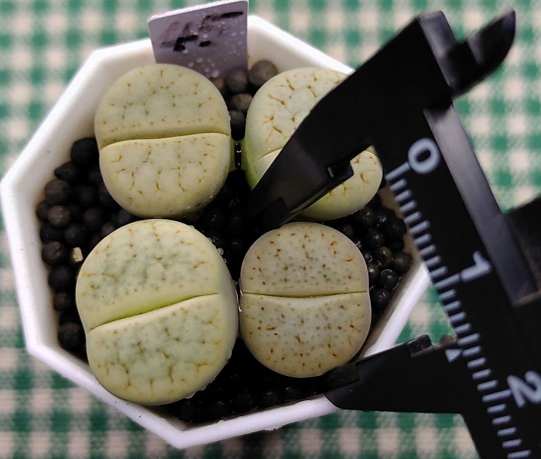 kamekichinosuke3様　まとめ用リトープス　S40、44、45、47