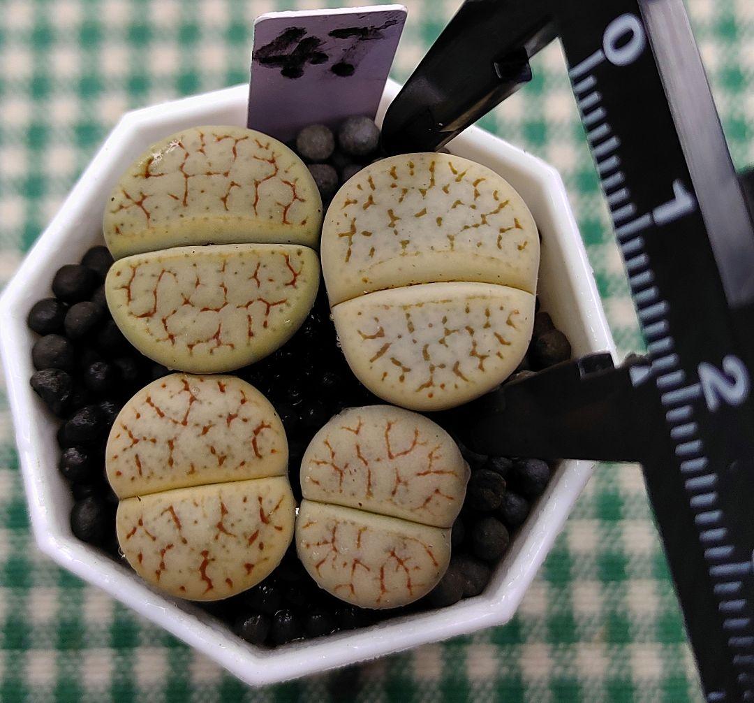 kamekichinosuke3様　まとめ用リトープス　S40、44、45、47