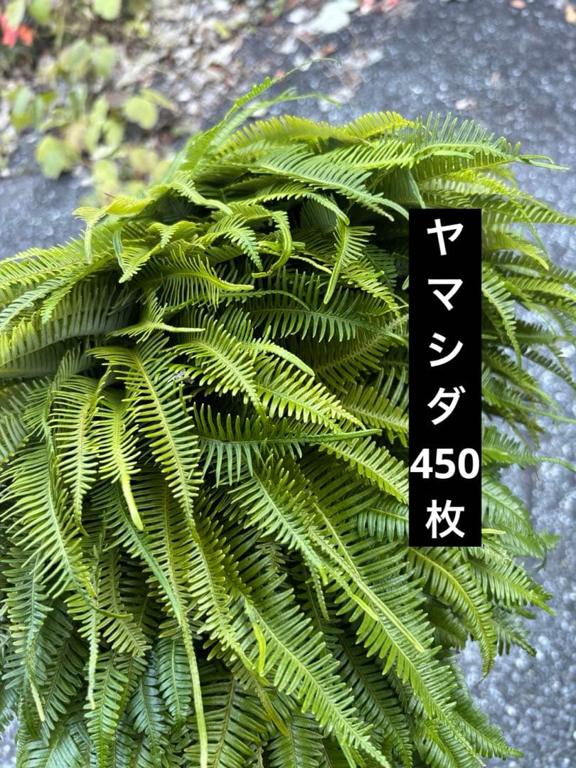 ウラジロ　裏白シダ　ヤマシダ