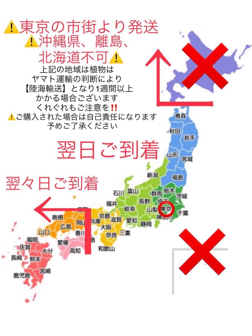 希少＊天然野生【ミヤマラッキョウ＊深山辣韮】大株＊抜き苗＊宅急便コンパクト発送