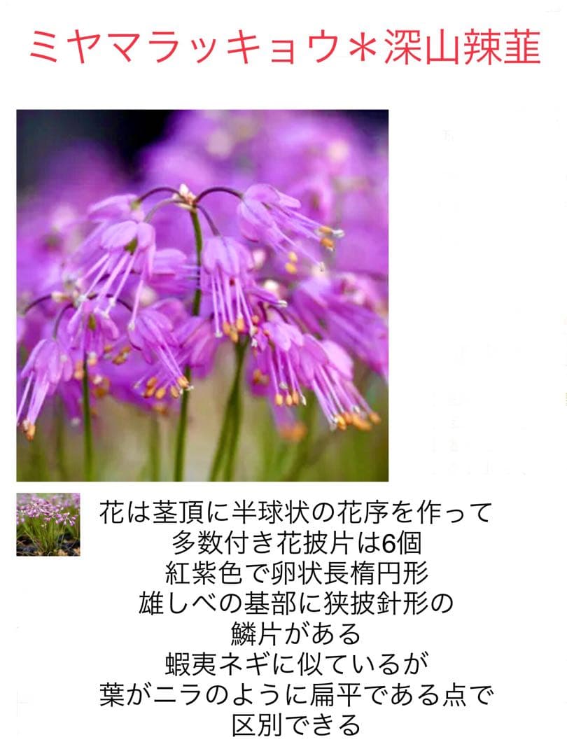 希少＊天然野生【ミヤマラッキョウ＊深山辣韮】大株＊抜き苗＊宅急便コンパクト発送