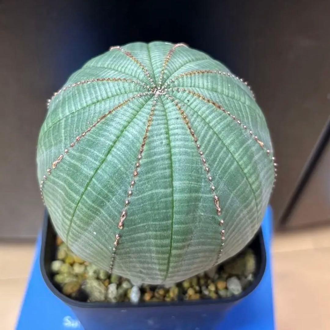 ユーフォルビア　オベサ　まん丸　大型特選株　約7.5cm NO.3