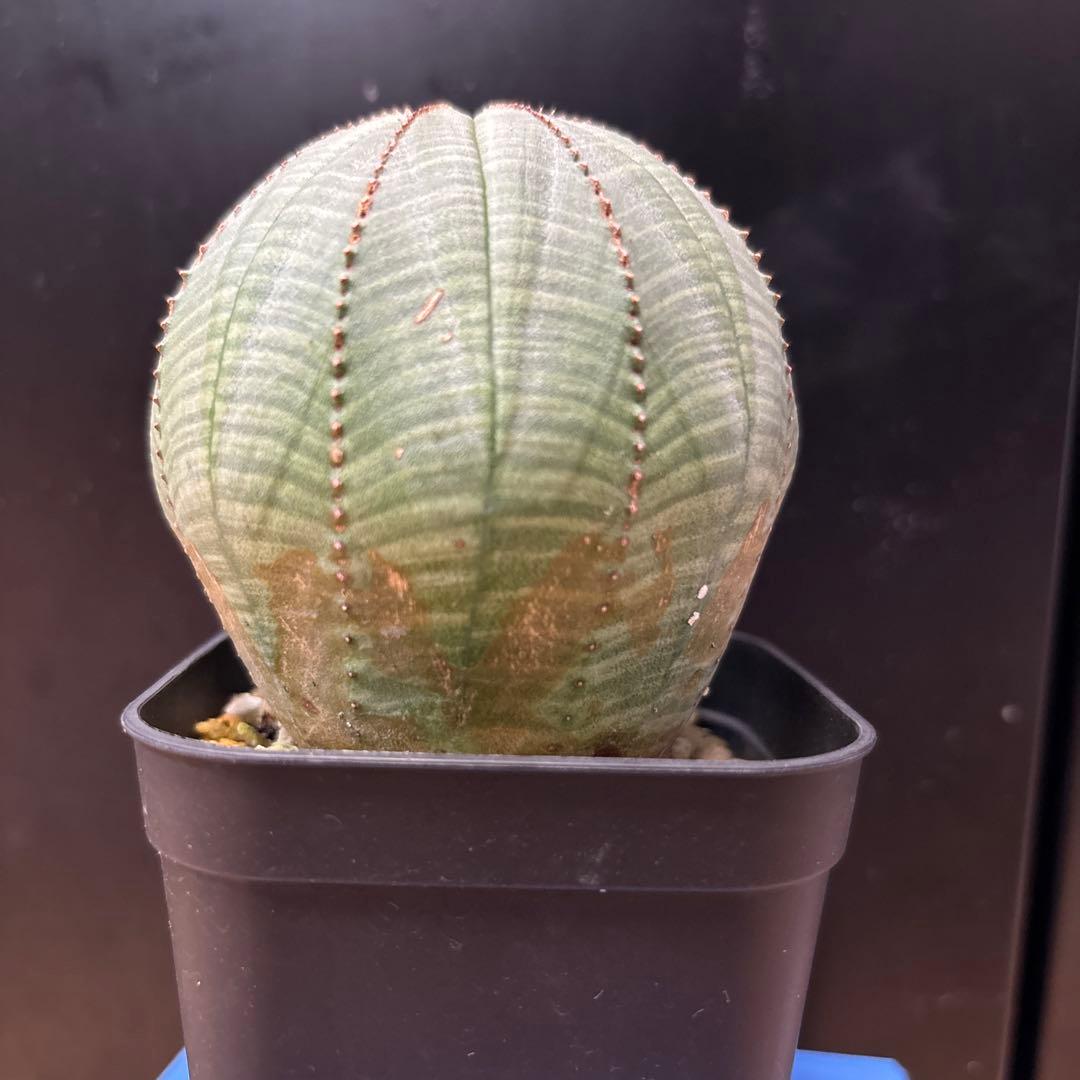 ユーフォルビア　オベサ　まん丸　大型特選株　約7.5cm NO.3