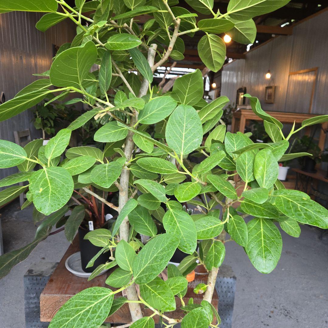 ⑤　フィカス　ベンガレンシ　10号　特大苗木最高等級極上品‼️　極太