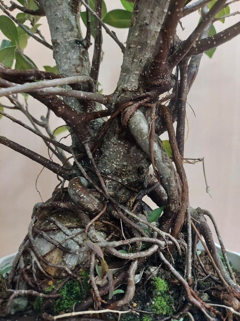 がじゅまる　No5